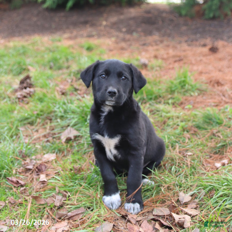 Mixed Breed dogs Molly - Ad 2