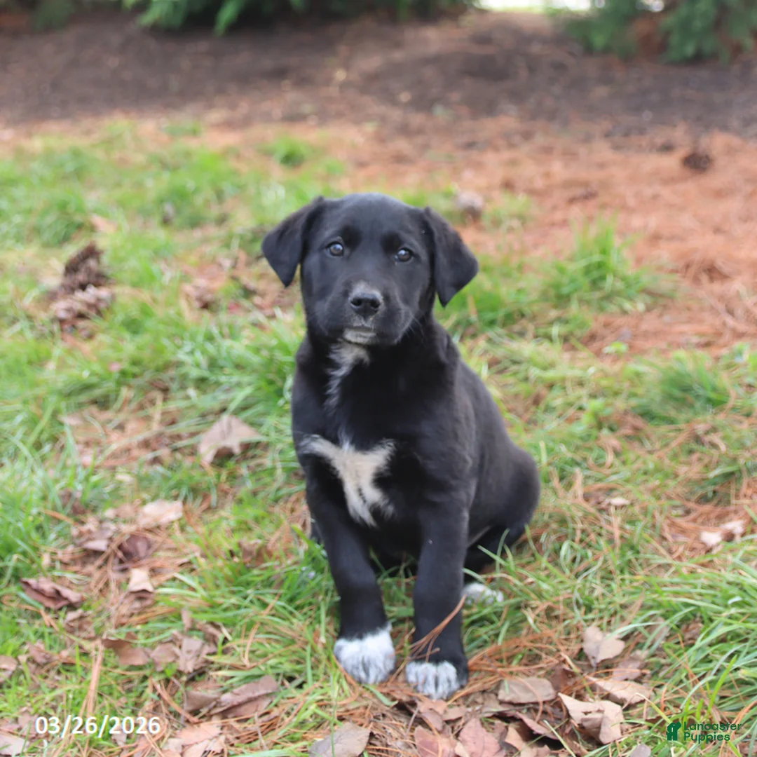 Mixed Breed dogs for sale: Molly - Ad 2