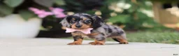 Miniature Dachshund dogs for sale: Cora - Ad 10