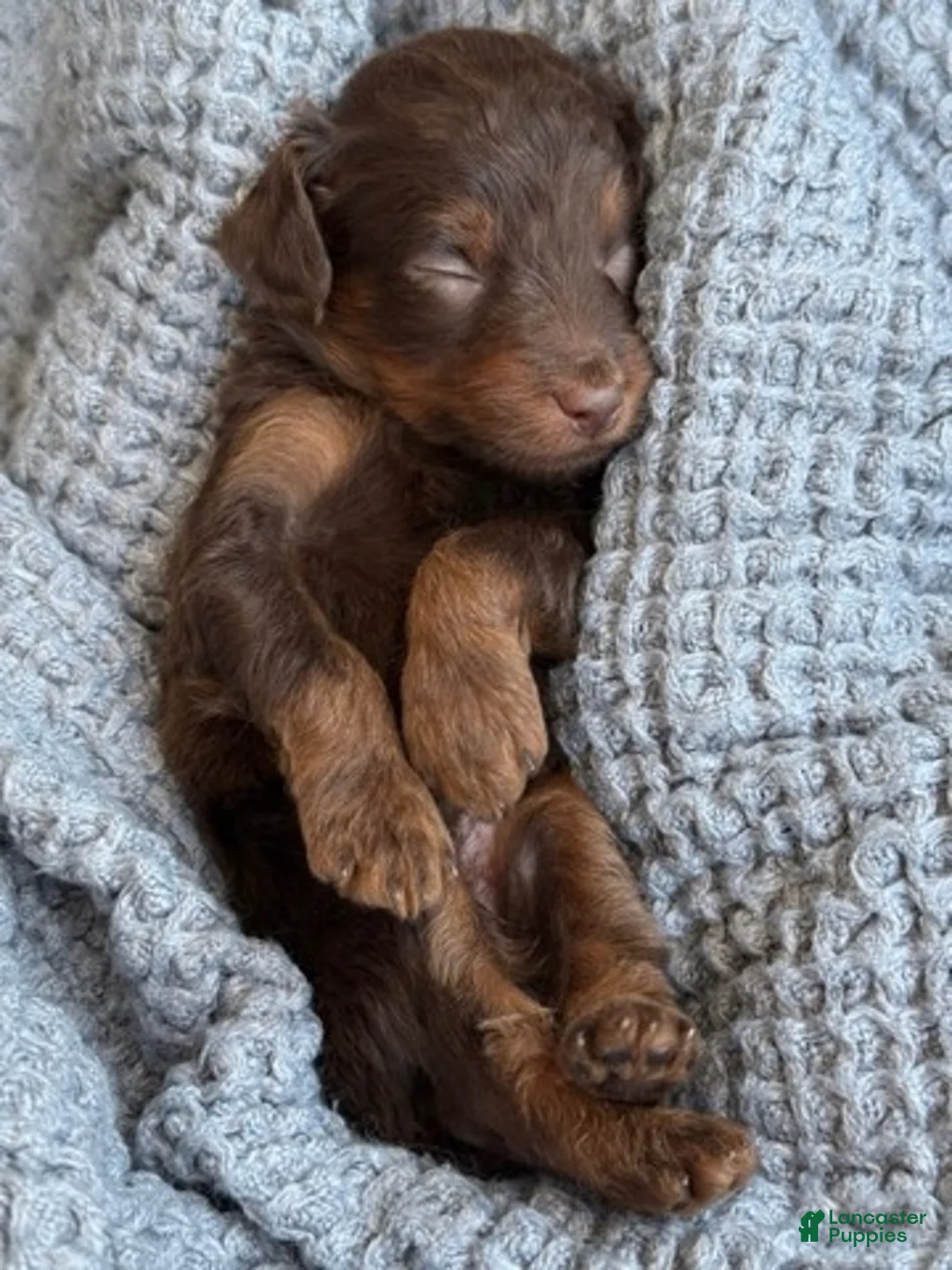 Goldendoodle dogs for sale: Chocolate Phantom Boy - Ad 1