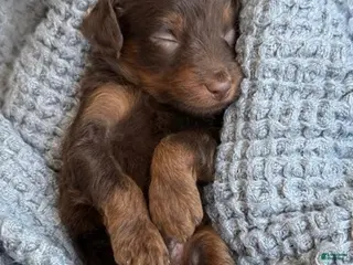Goldendoodle dogs Chocolate Phantom Boy - Ad 14