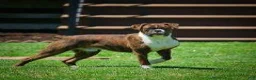 Boxer dogs for sale: Sarge  - Ad 27