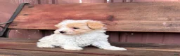 Mixed Breed dogs for sale: Mixed Breed Puppy 1 - Ad 2