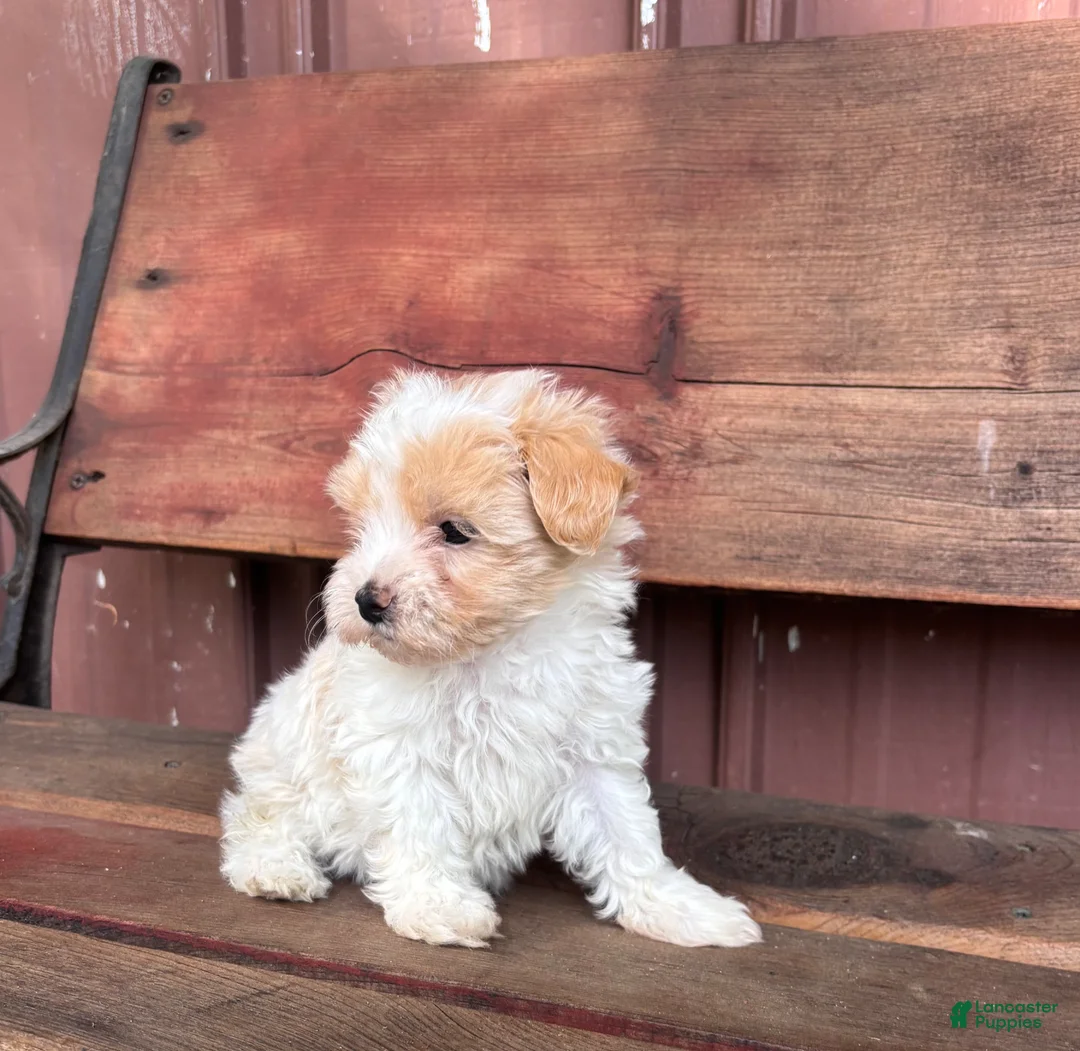 Mixed Breed dogs for sale: Mixed Breed Puppy 1 - Ad 2