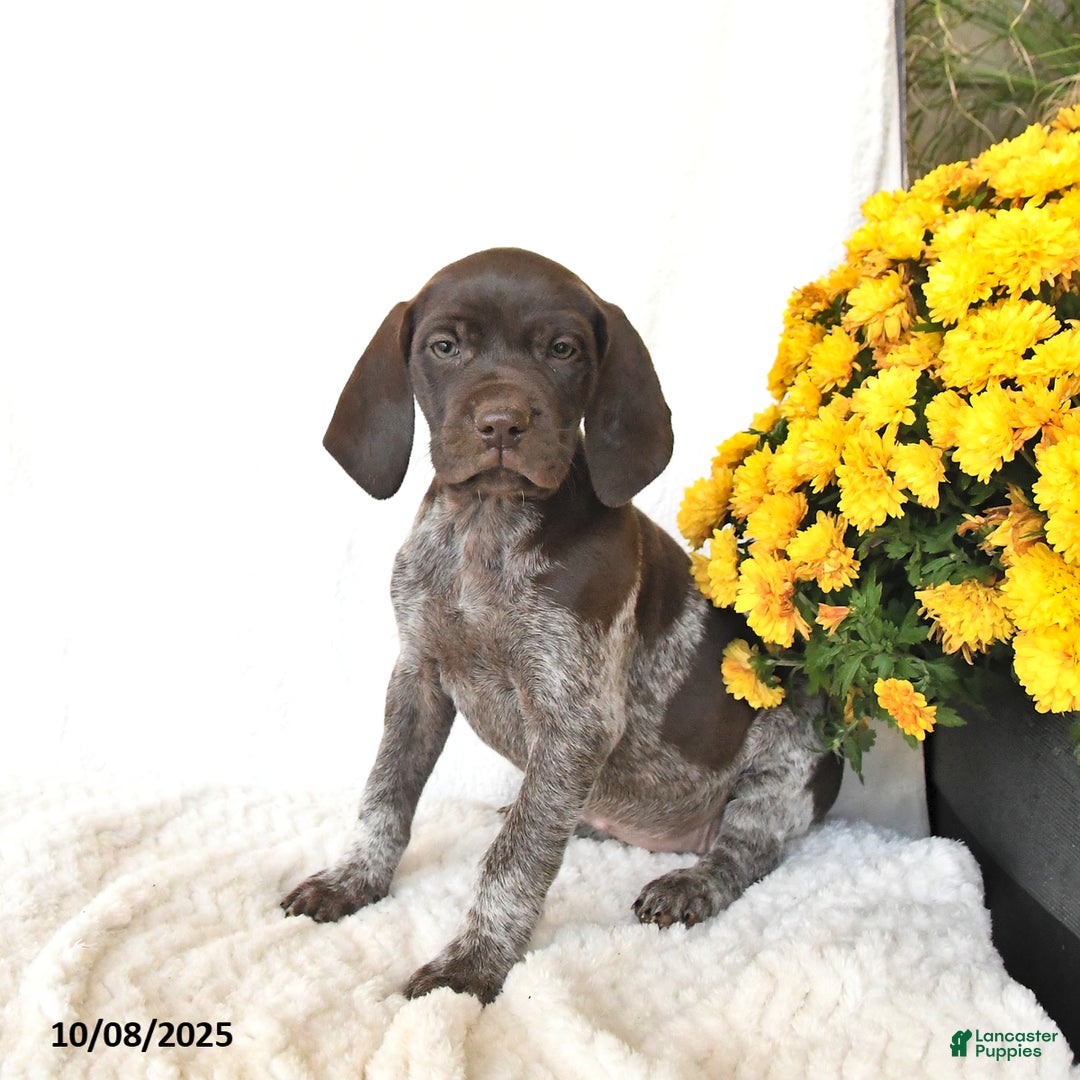 German Shorthaired Pointer dogs for sale: Candy - Ad 6
