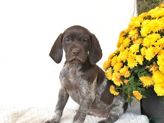 German Shorthaired Pointer dogs - Ad 6
