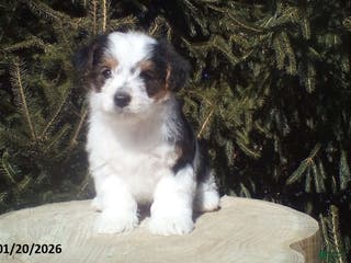 Yorkiepoo dogs Bob - Ad 10