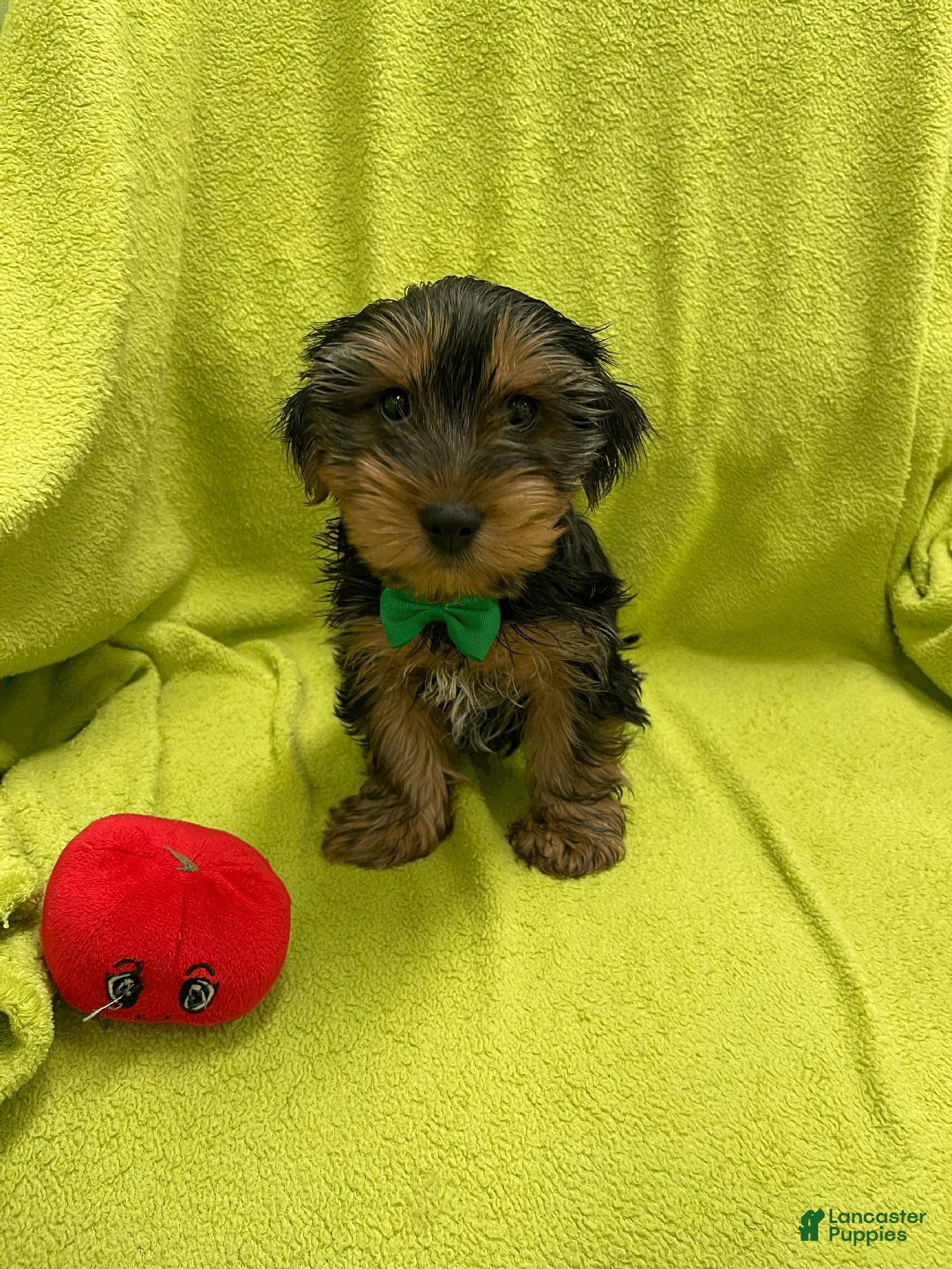 Yorkshire Terrier dogs for sale: Pluto - Ad 1