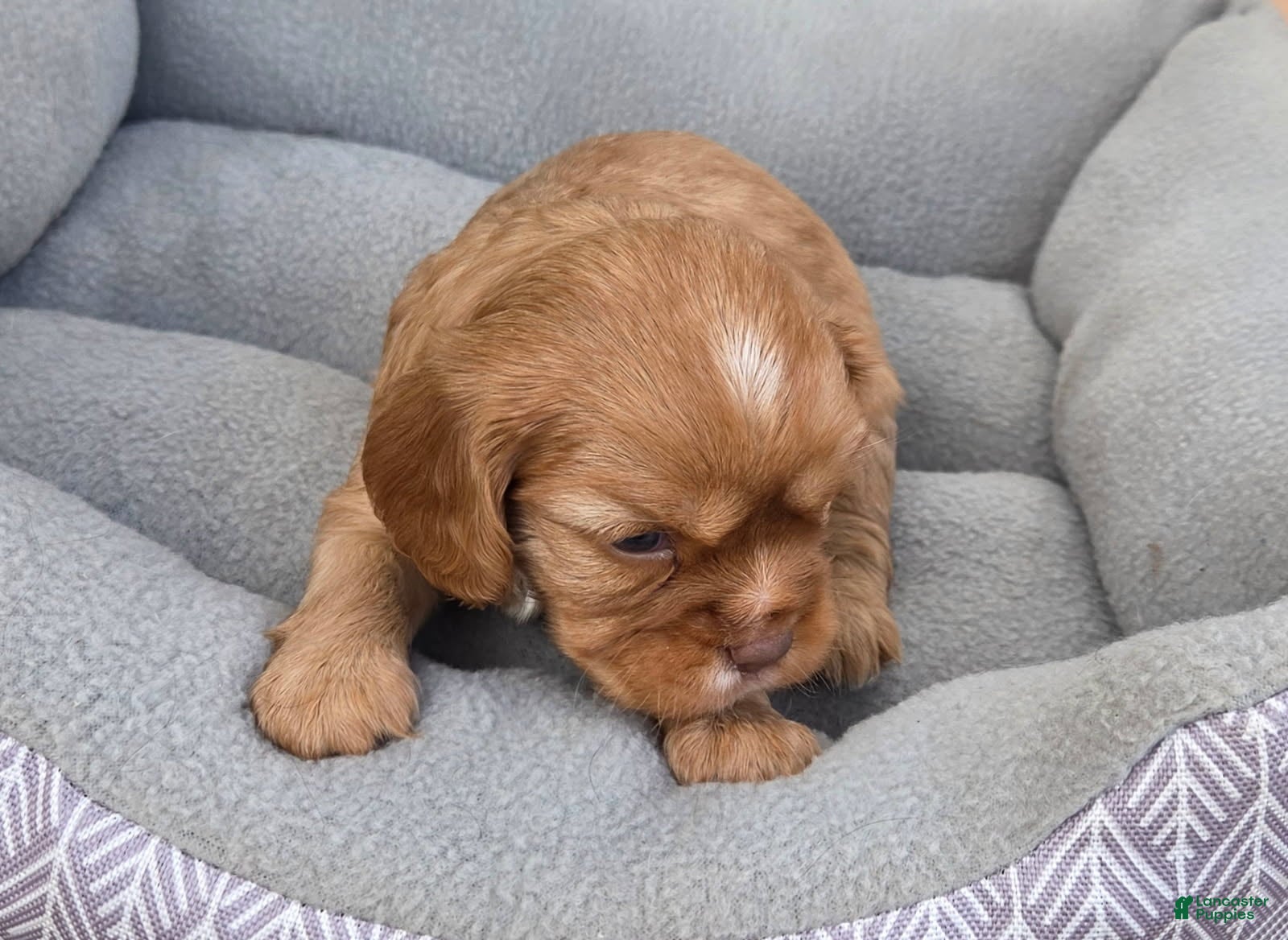 Cavalier King Charles Spaniel dogs Cavalier King Charles Spaniel 3 - Ad 9