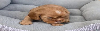 Cavalier King Charles Spaniel 3