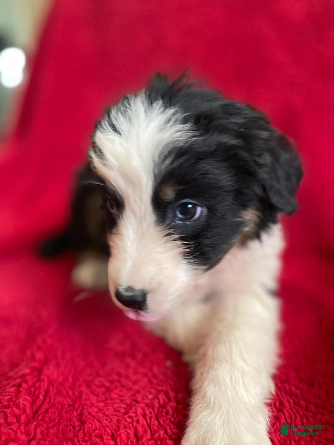 Australian Shepherd dogs for sale: Valentine  - Ad 3