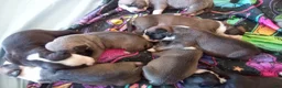 American Pit Bull Terrier dogs for sale: American Pit Bull Terrier Puppy 7 - Ad 1