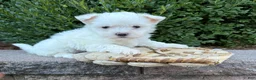 Maltese dogs for sale: Enzo - Ad 4