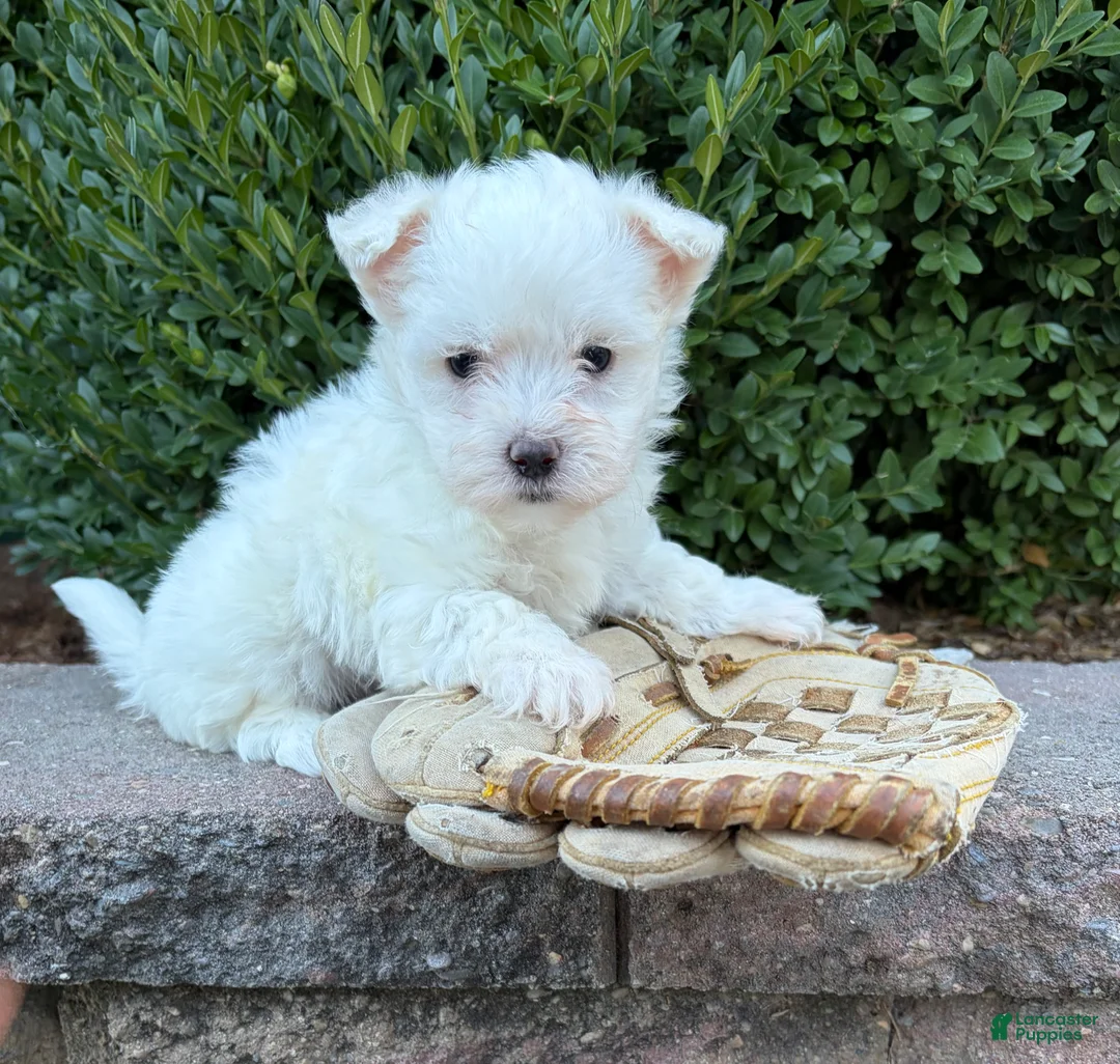 Maltese dogs for sale: Enzo - Ad 4