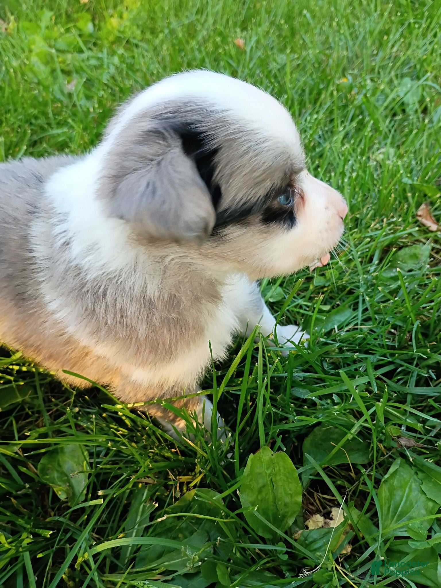 Mini Aussiedoodle dogs for sale: Misty - Ad 4