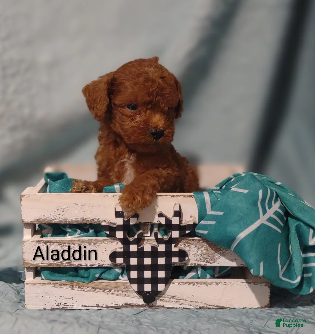 Cavapoo dogs for sale: Aldric - Ad 28