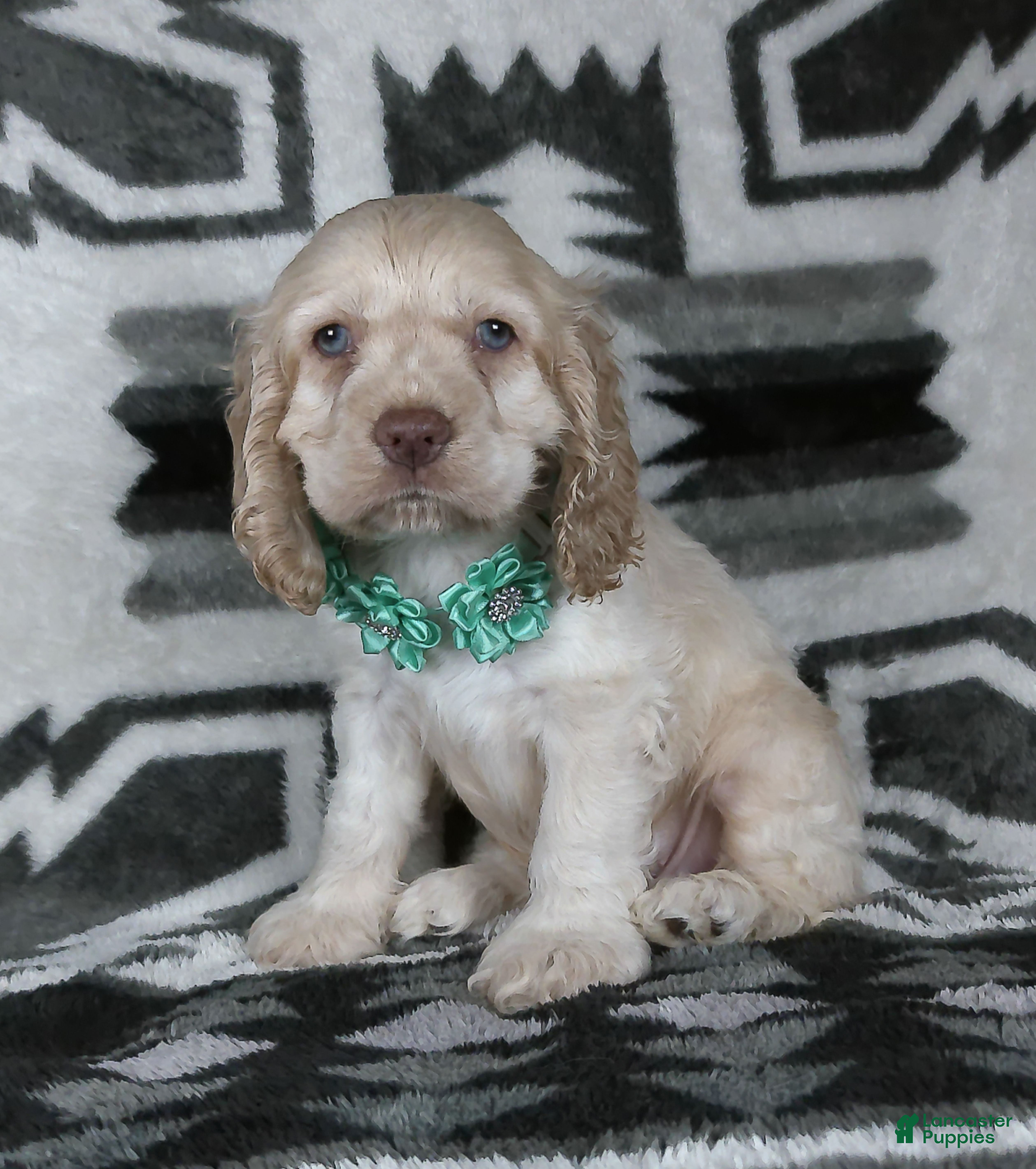 Cocker Spaniel dogs for sale: Jace - Ad 3