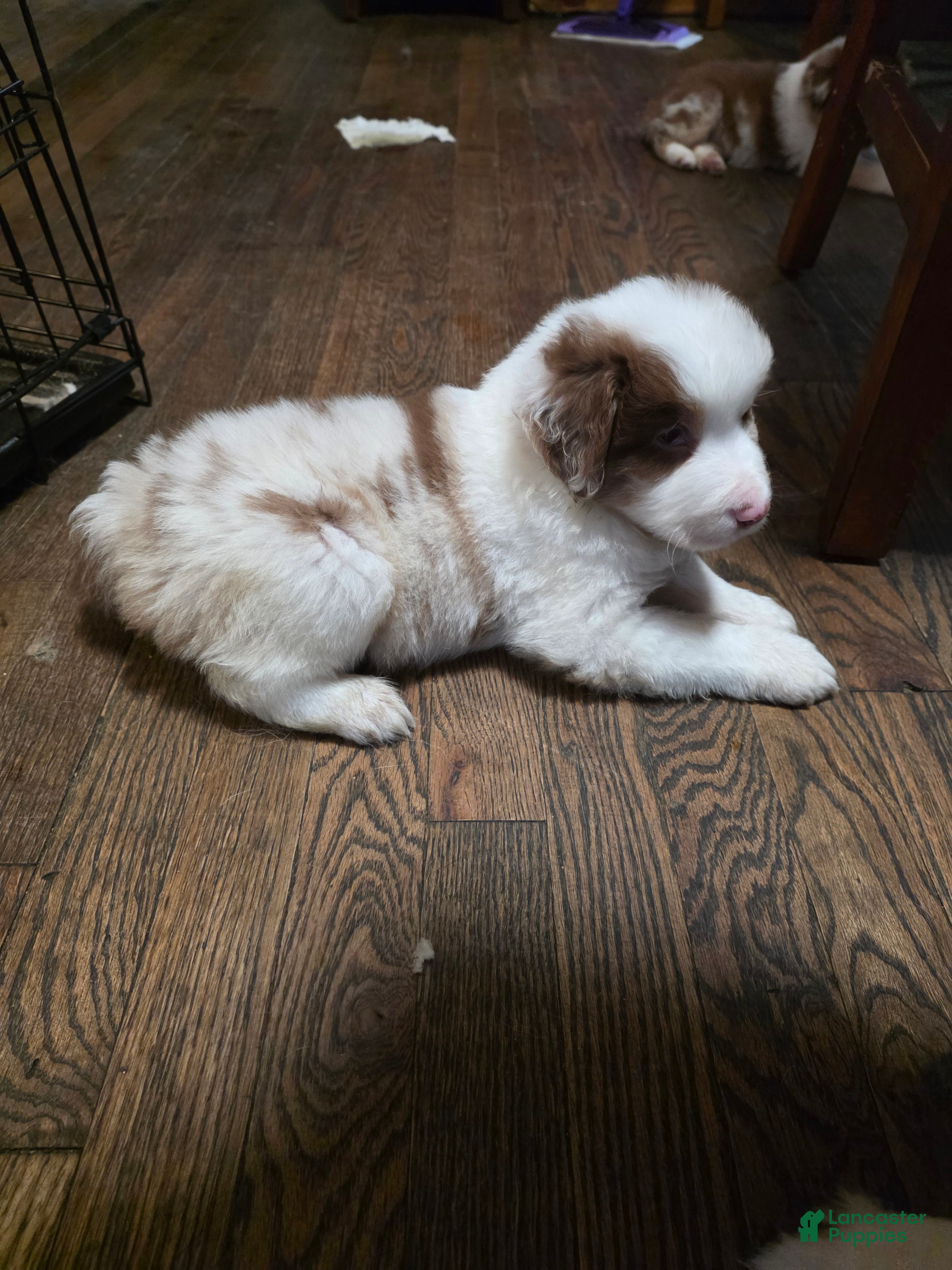 Australian Shepherd dogs Red merle male - Ad 41