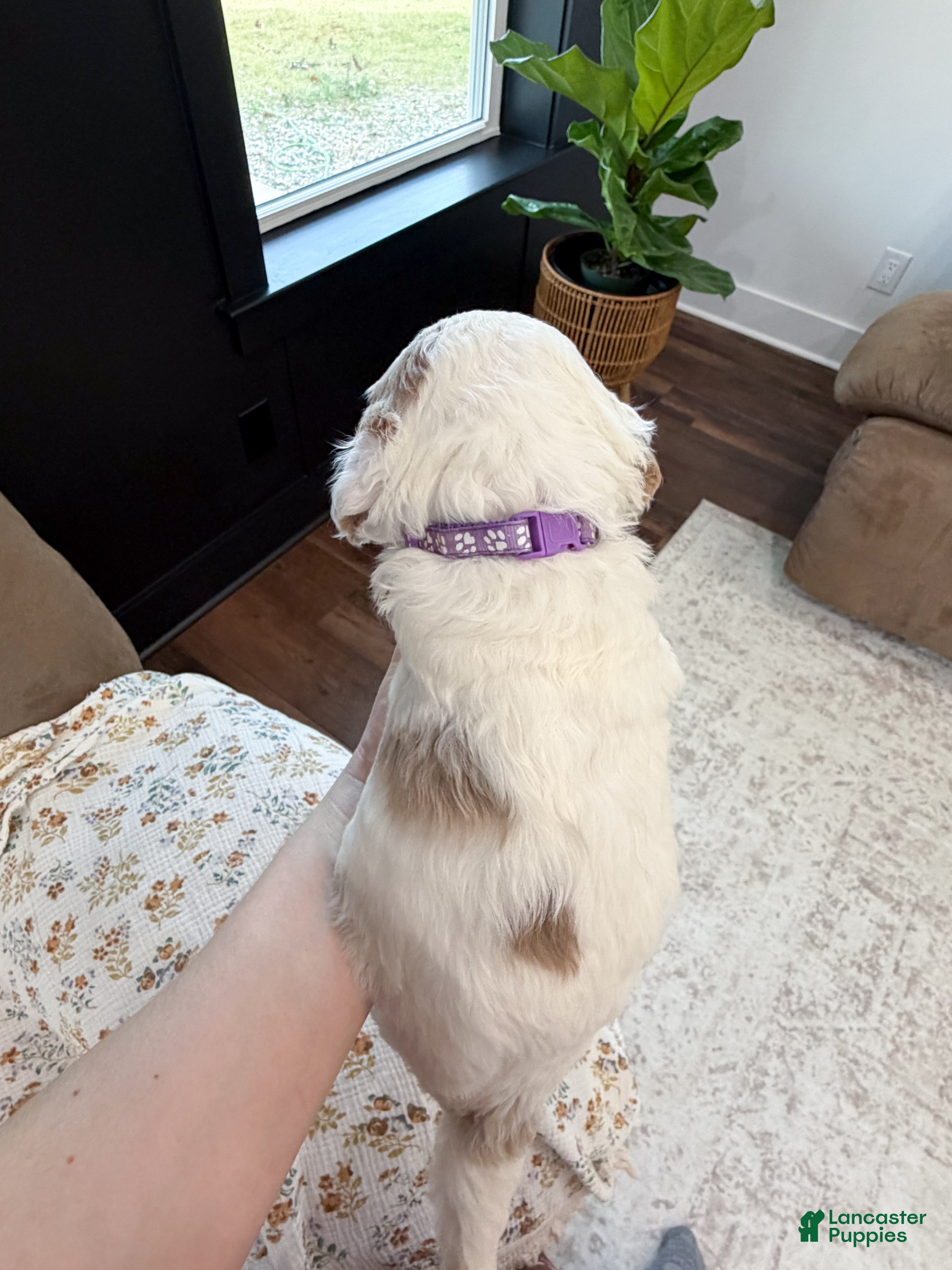 Goldendoodle dogs Amelia  - Ad 2