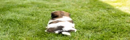 Shih Tzu dogs for sale: Glory  - Ad 4
