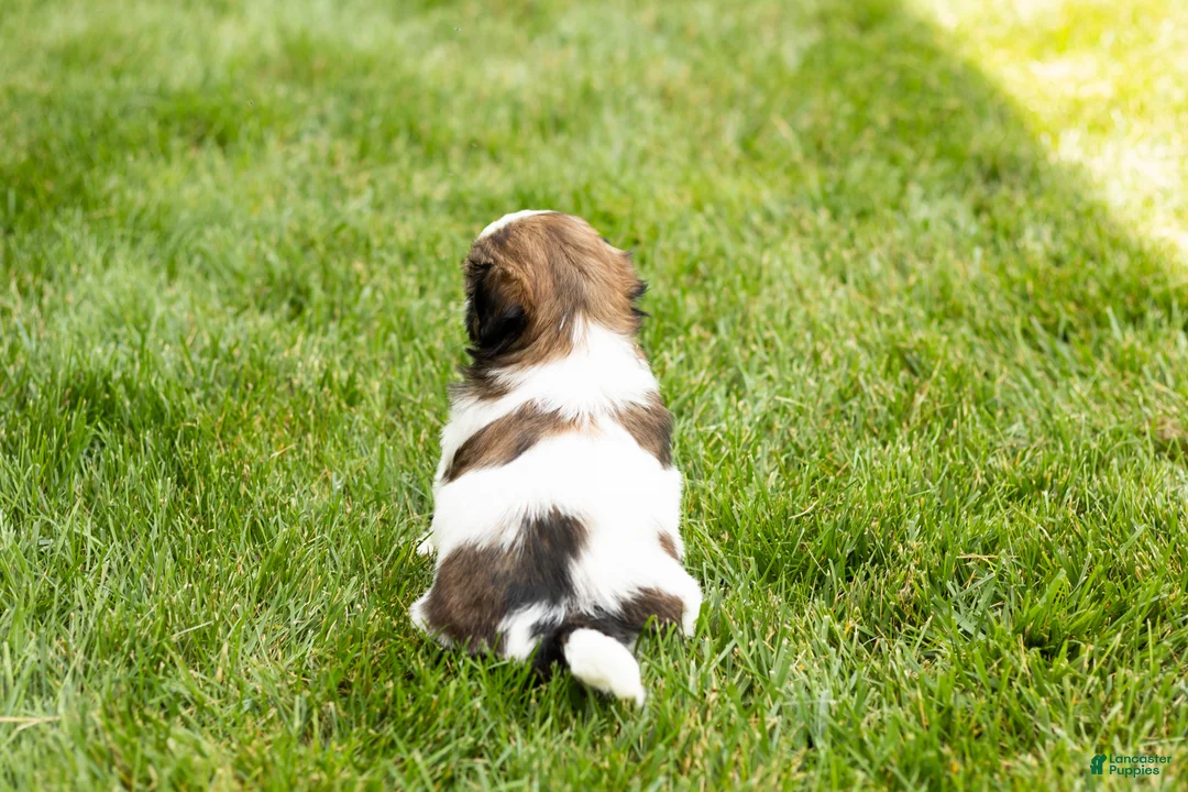 Shih Tzu dogs for sale: Glory  - Ad 4