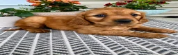 Miniature Golden Retriever dogs for sale: Max - Ad 5