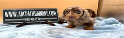 Miniature Dachshund dogs for sale: Full AKC dapple - Ad 5
