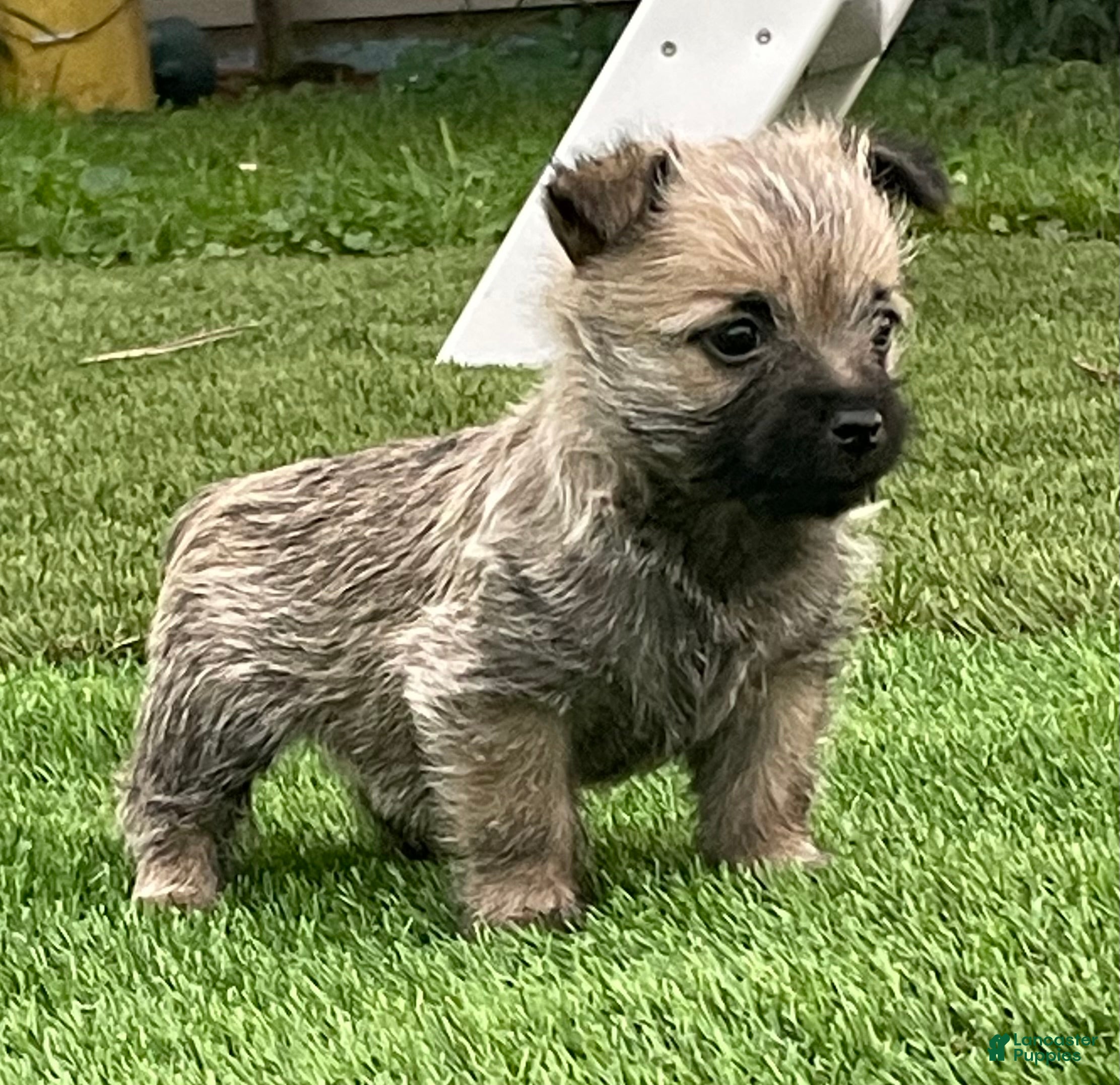 Cairn Terrier dogs Charlie - Ad 1