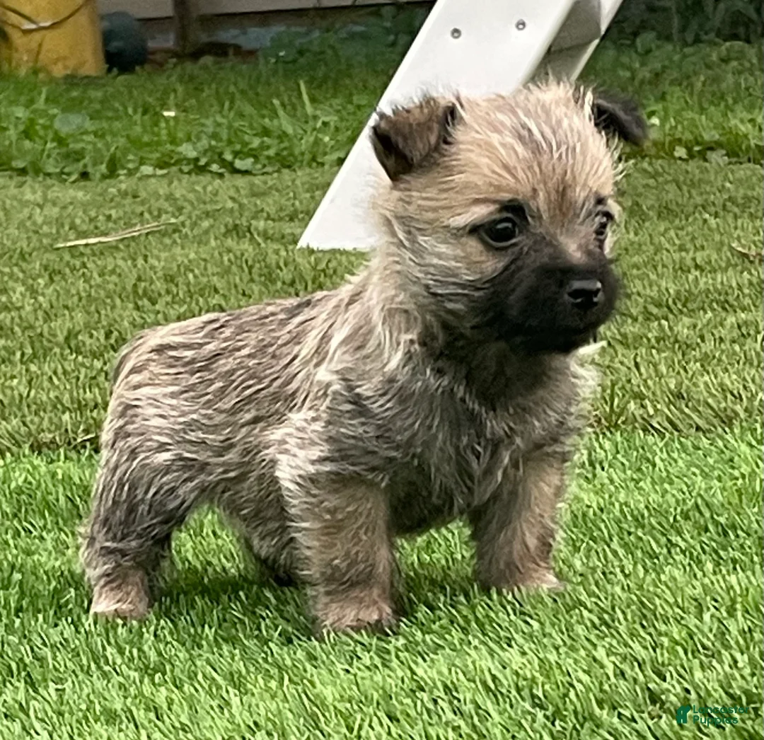 Cairn Terrier dogs for sale: Charlie - Ad 1