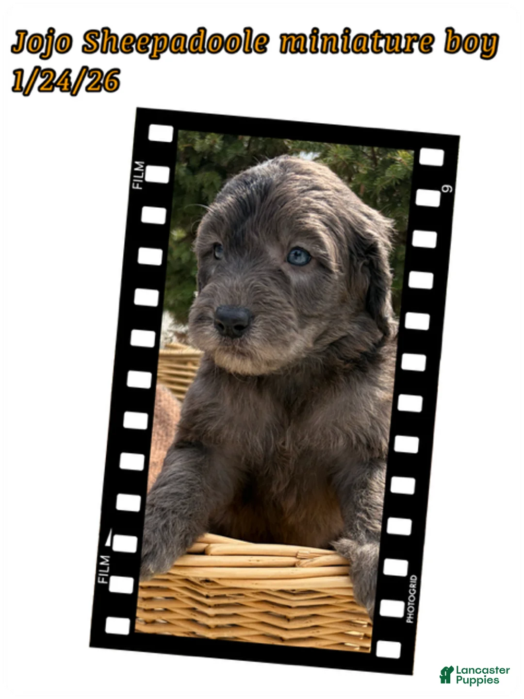 Sheepadoodle dogs for sale: Junie  - Ad 8