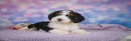 Mini Bernedoodle dogs for sale: Sparky - Ad 7