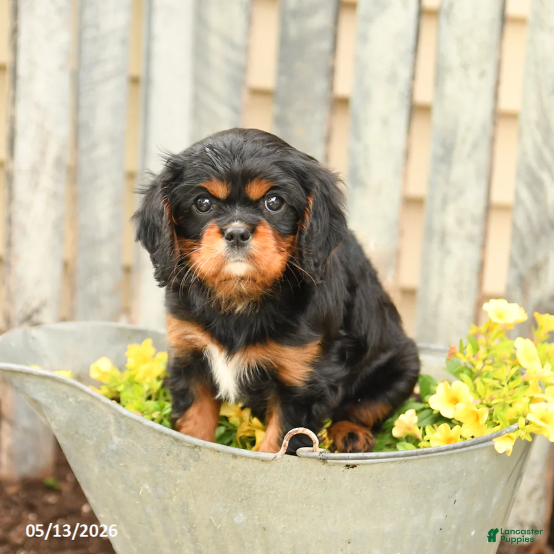 Cavalier King Charles Spaniel dogs for sale: Sugar - Ad 1