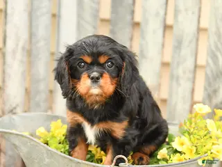 Cavalier King Charles Spaniel dogs for sale: Sugar - Ad 3