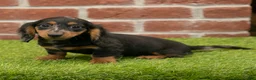 Miniature Dachshund dogs for sale: Becky - Ad 7