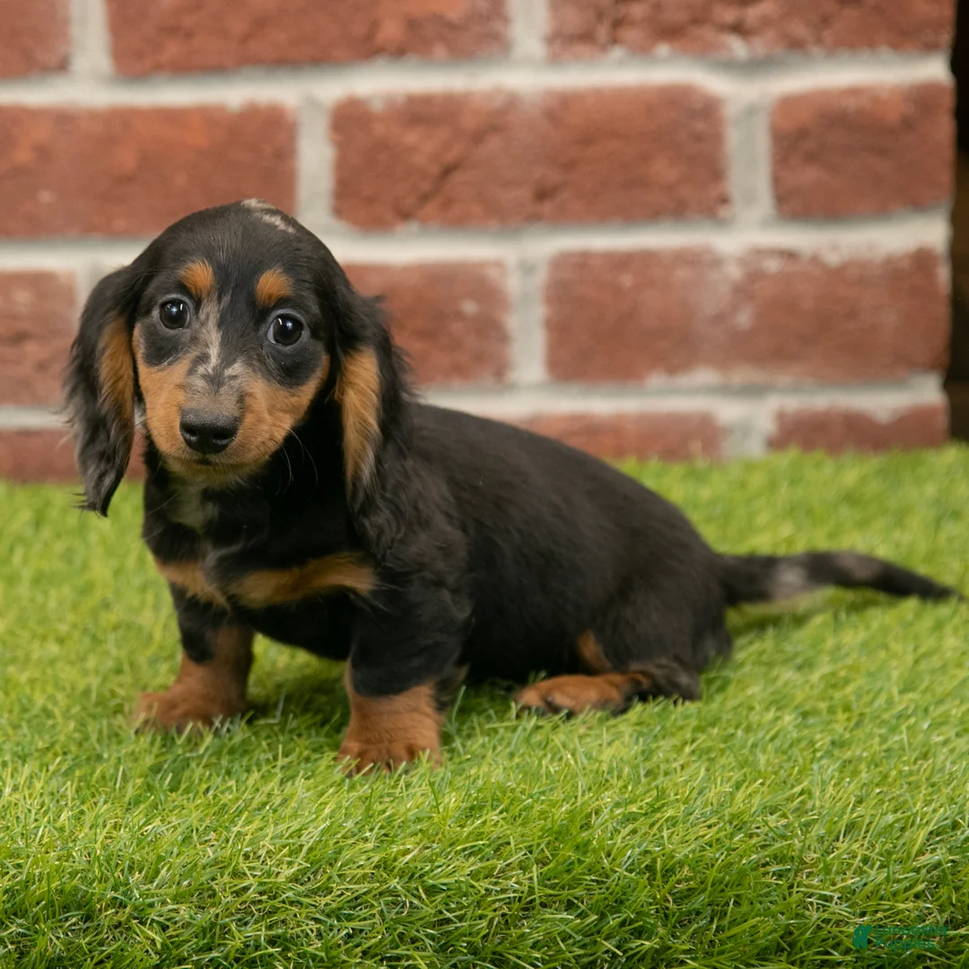 Miniature Dachshund dogs for sale: Becky - Ad 7