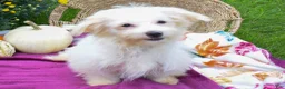 Maltese dogs for sale: Rusty ✨ - Ad 5