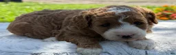 Mini Goldendoodle dogs for sale: Gwendolyn - Ad 8
