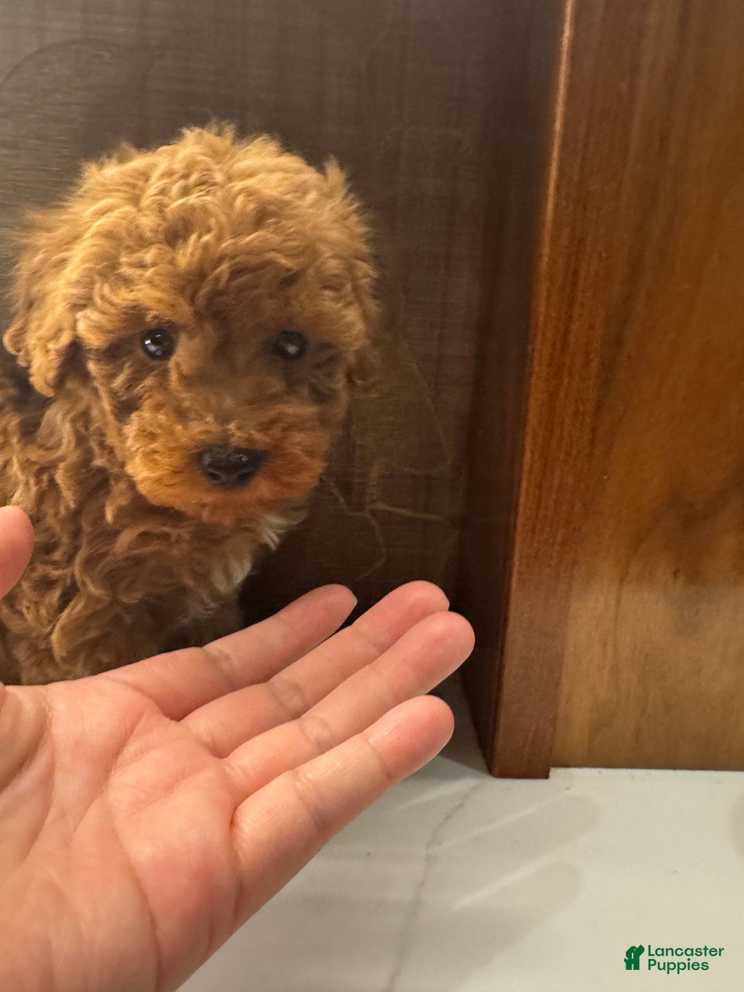 Toy Poodle dogs for sale: Banana - Ad 4