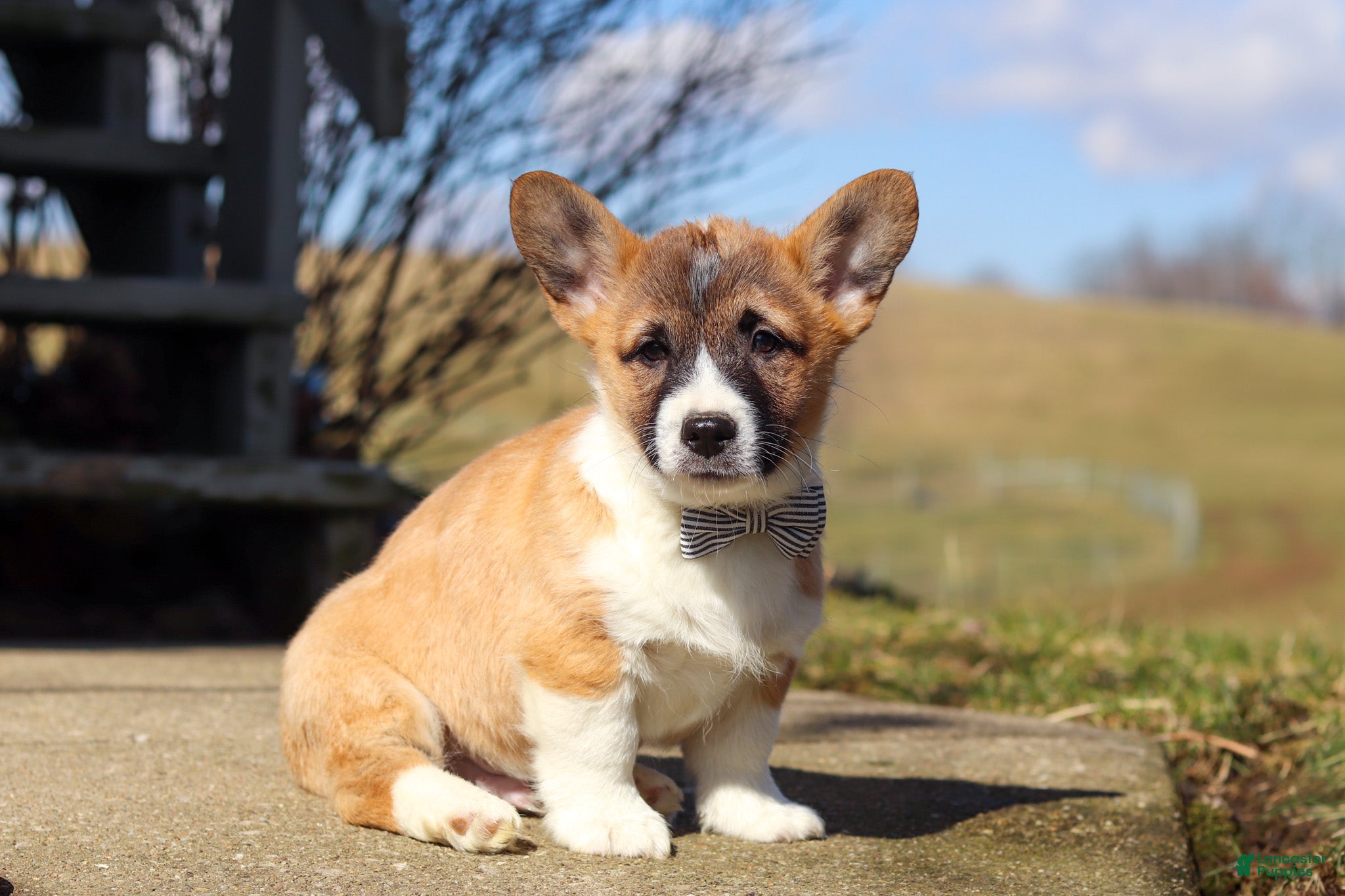 Welsh Corgi Pembroke dogs Arthur - Ad 1