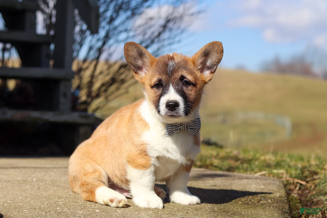 Welsh Corgi Pembroke dogs for sale: Arthur - Ad 1