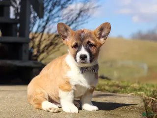 Welsh Corgi Pembroke dogs for sale: Arthur - Ad 2