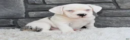 Beabull dogs for sale: Ava - Ad 3