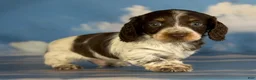 Miniature Dachshund dogs for sale: Chocolate pudding LH  - Ad 5