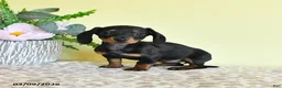 Miniature Dachshund dogs for sale: Hope - Ad 3
