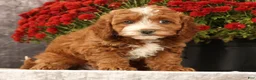 Cavapoo dogs for sale: Sierra - Ad 3