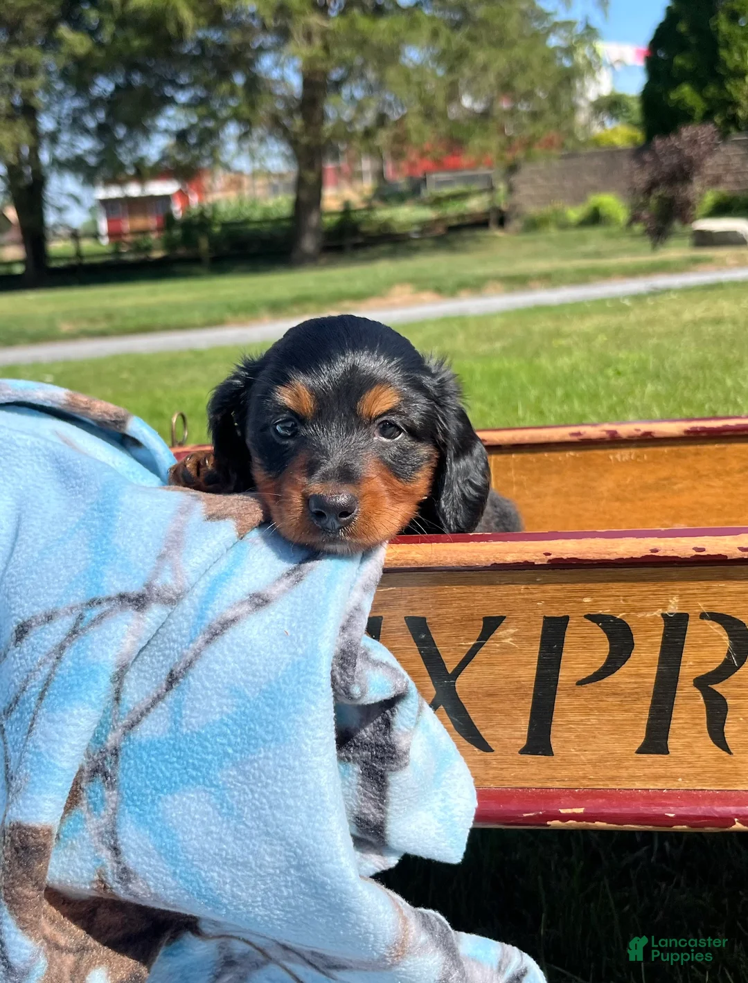 Dachshund dogs for sale: Rosie❤️LONG HAIR❤️AKC Registered🐾Text to schedule a playdate - Ad 2