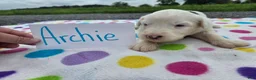 Sheepadoodle dogs for sale: Sheepadoodle 7 - Ad 1