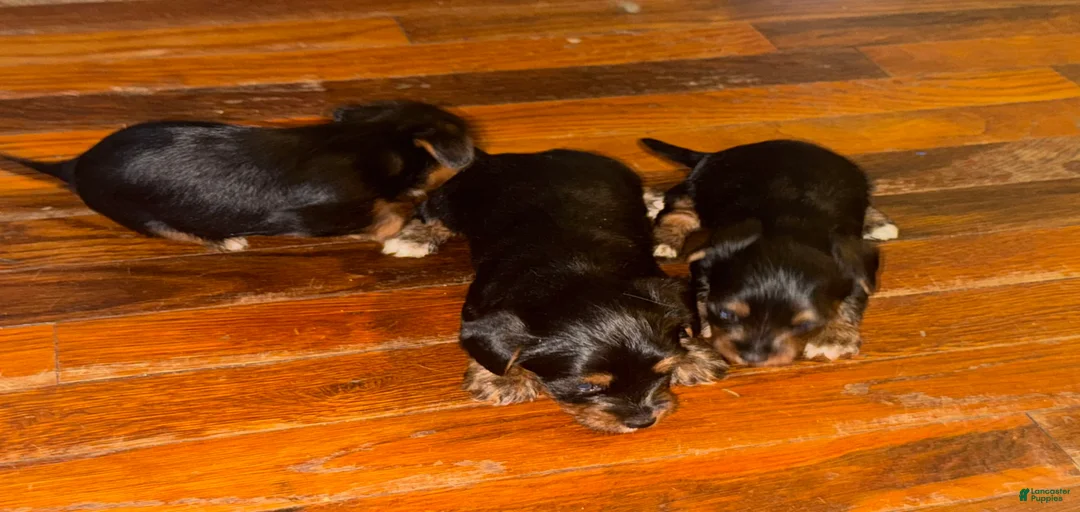 Gallery Image {{count}}