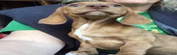 Dachshund dogs for sale: Chonky Nugget - Ad 7