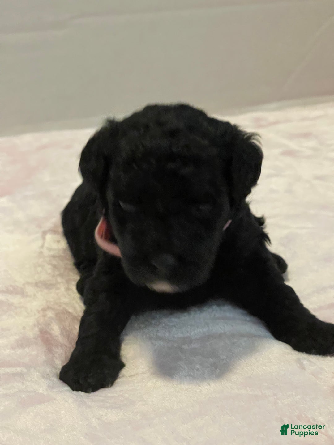 Goldendoodle dogs for sale: Goldendoodle Puppy 2 - Ad 1